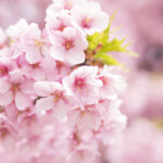 桜が咲くころ・・・